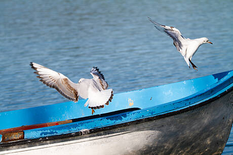 7d-3767 Banyoles