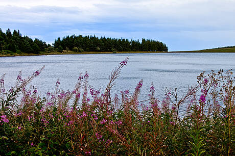 AUVERNIA