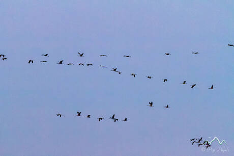 GRUES-17