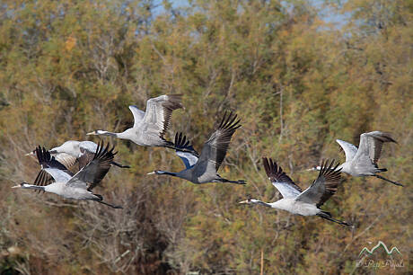 GRUES-2