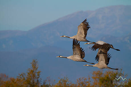 GRUES-3