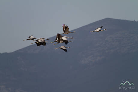 GRUES-5