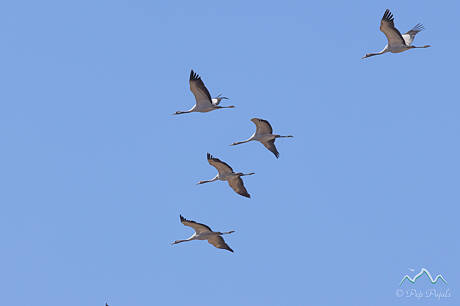 GRUES-8