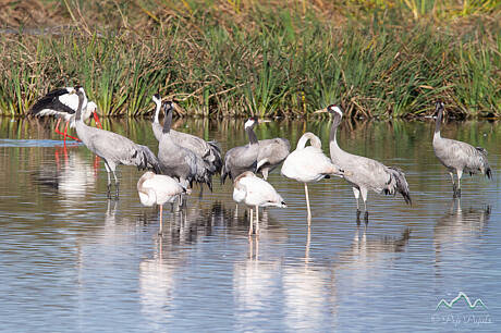 GRUES