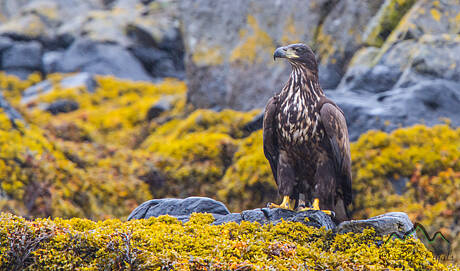 Lofoten-0921