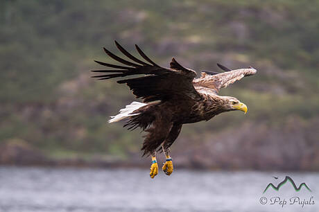 Lofoten-1033