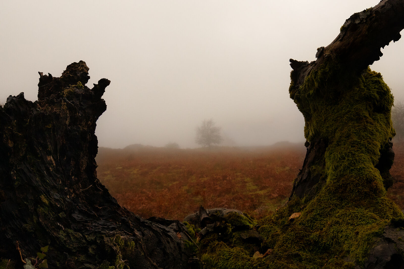 Enrique Izquierdo Fotografía - _23a7880-ts20251129133925898624.jpg