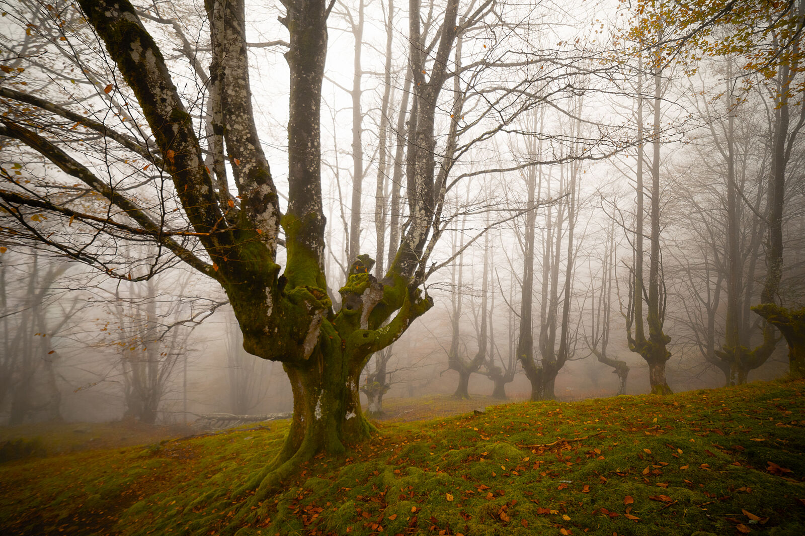 Enrique Izquierdo Fotografía - _23a8021-ts20251129134133277614.jpg