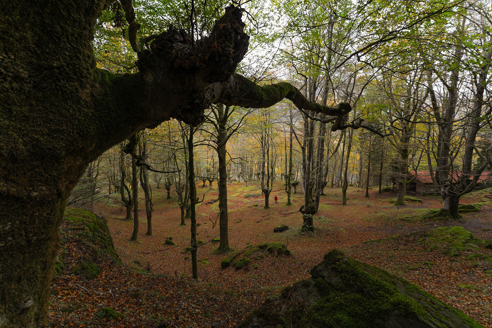 Enrique Izquierdo Fotografía - _a744771-ts20251129134209497472.jpg