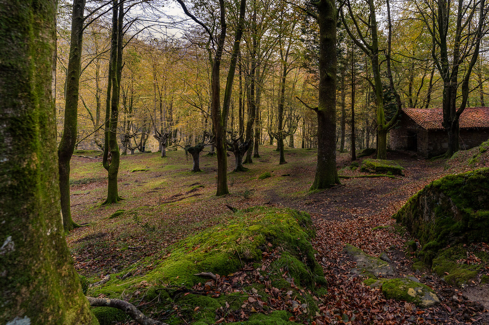 Enrique Izquierdo Fotografía - _a744801-ts20251129134253659371.jpg