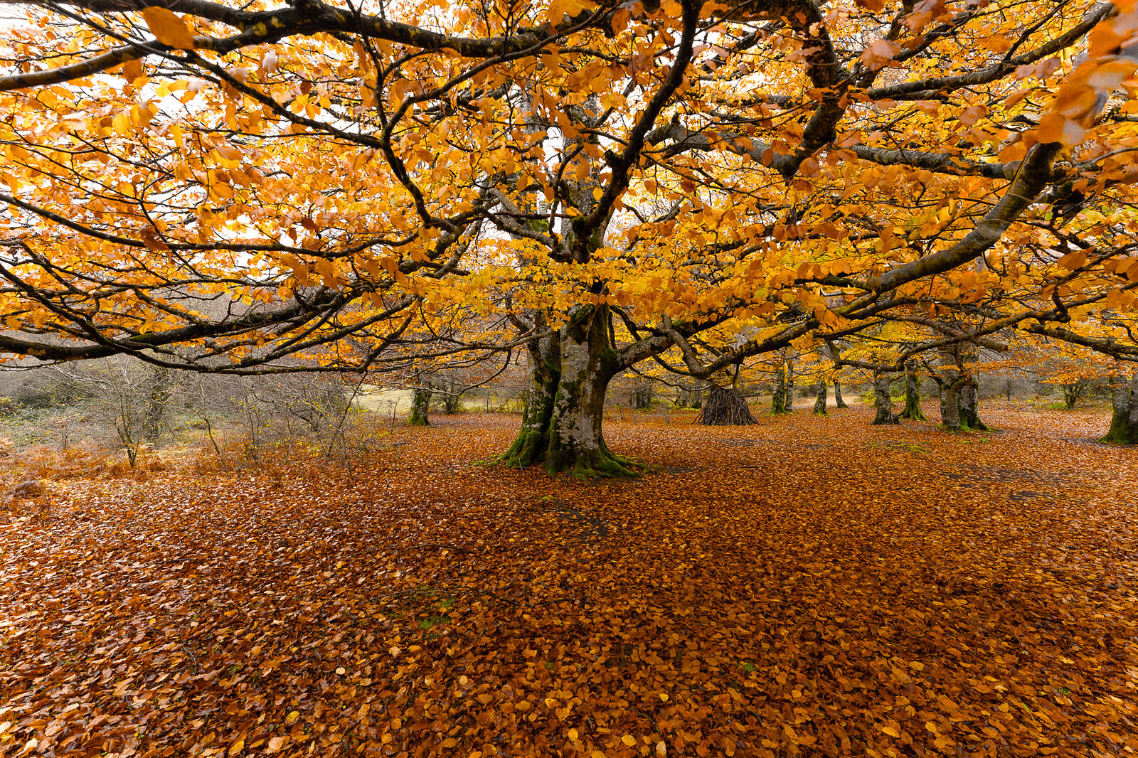 Enrique Izquierdo Fotografía - _a744835-ts20251129134311551526.jpg