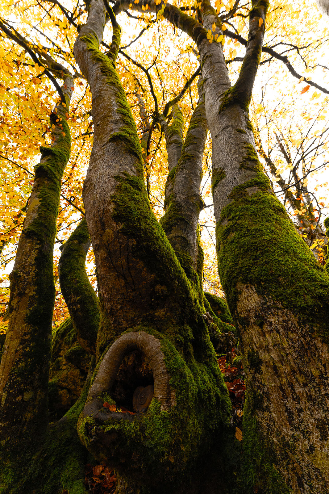 Enrique Izquierdo Fotografía - _a744943-ts20251129134530426597.jpg