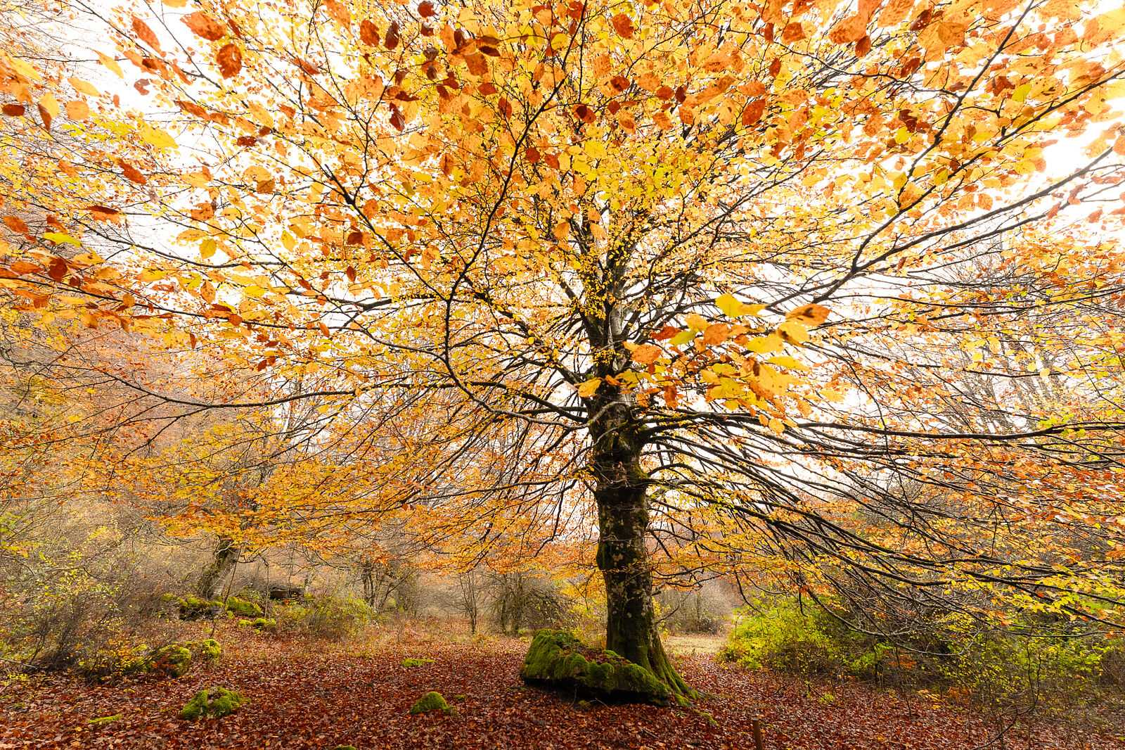 Enrique Izquierdo Fotografía - _a744945-ts20251129134330638462.jpg