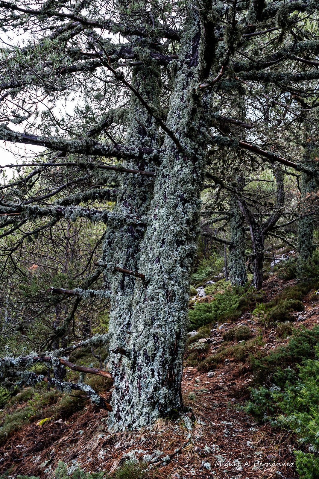 Fotomágina - _dsc6488-ts20251224090230705347.jpg