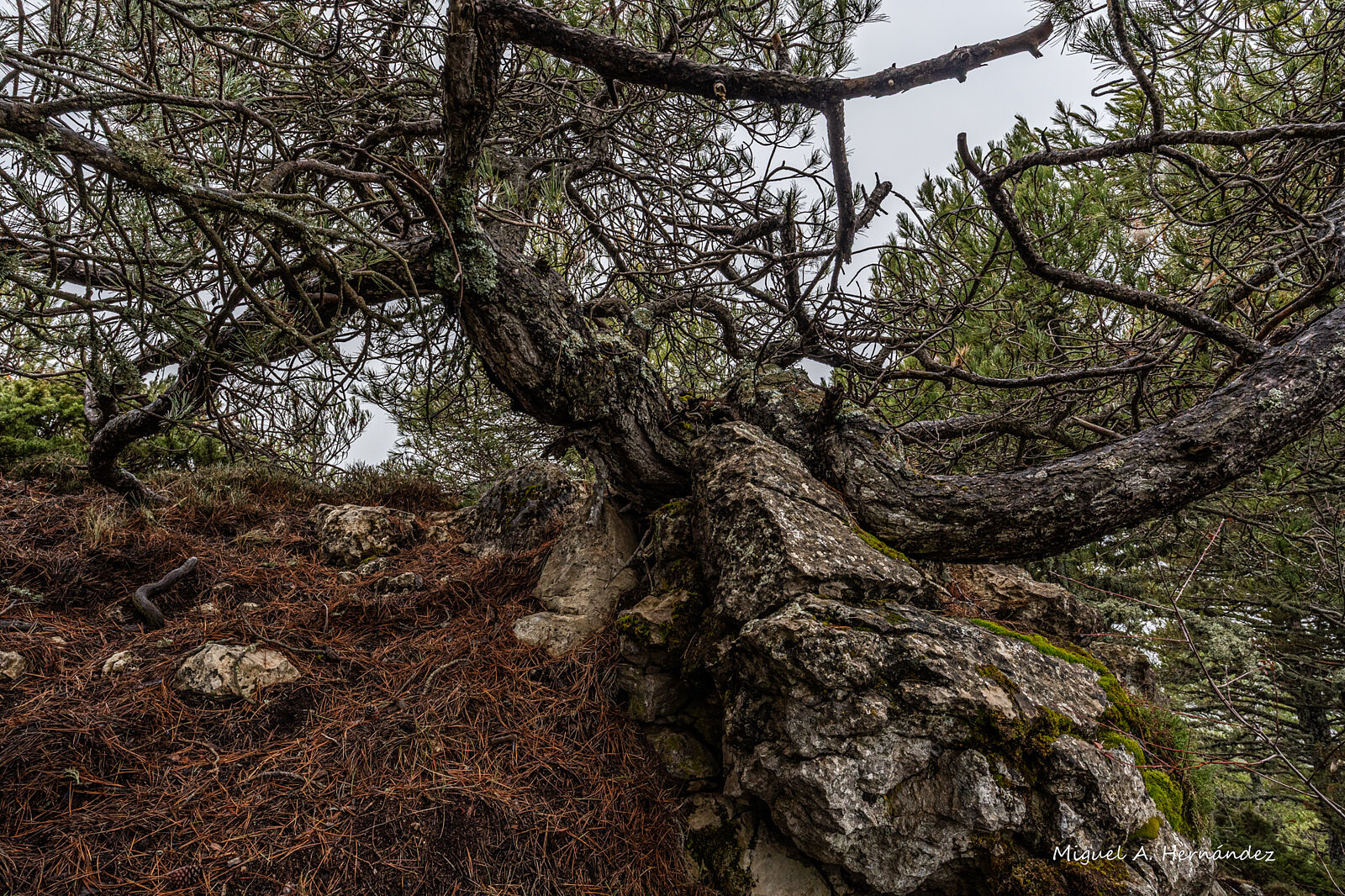 Fotomágina - _dsc6505-ts20251224090446211767.jpg