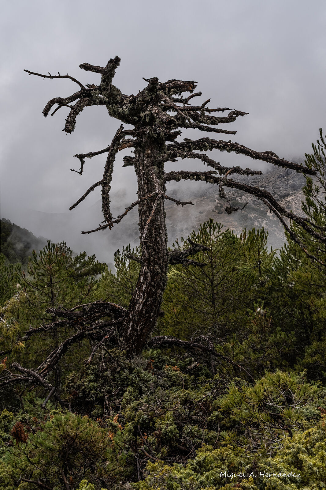 Fotomágina - _dsc6519-hdr-ts20251224090646969910.jpg