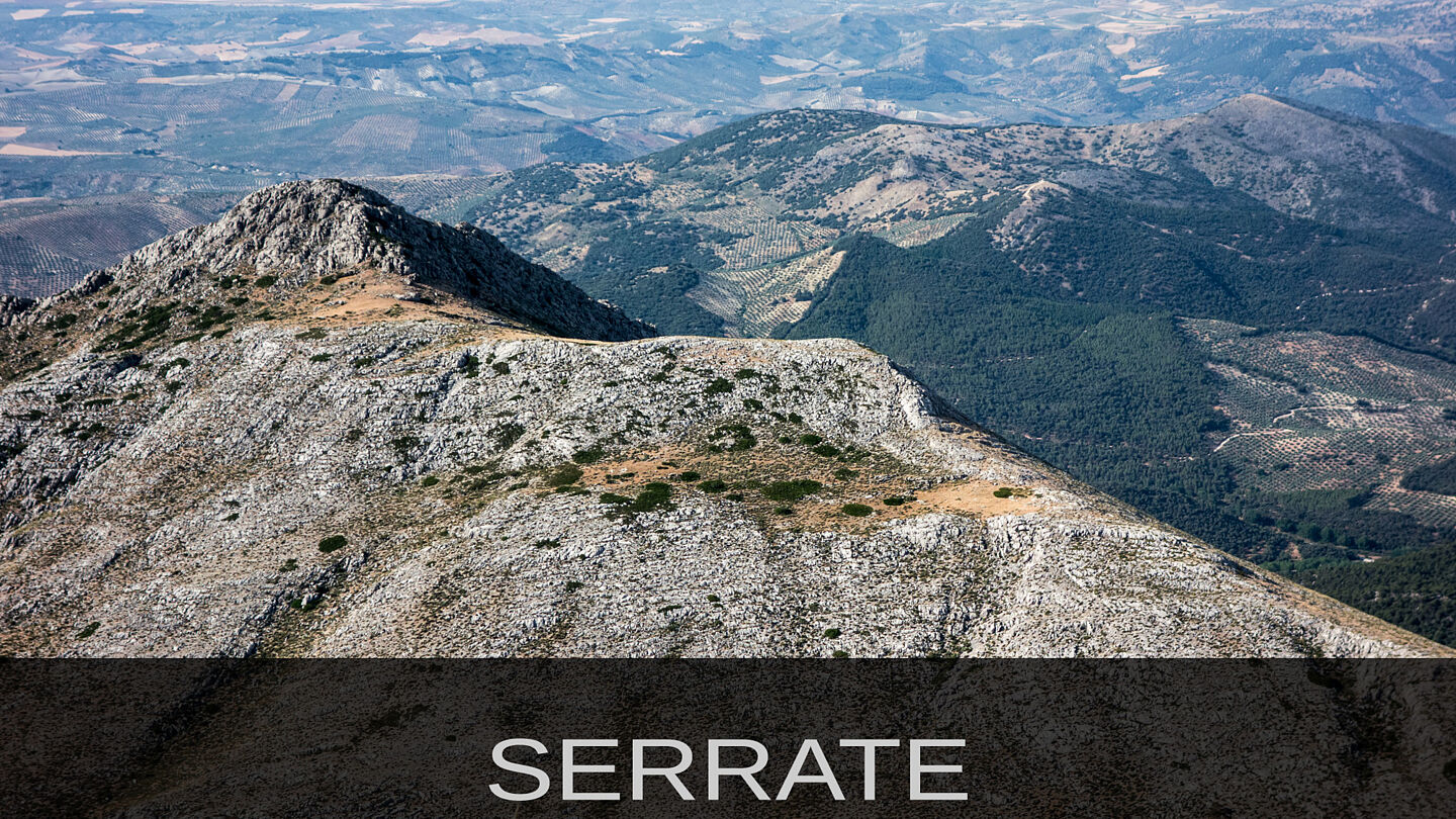 Serrate