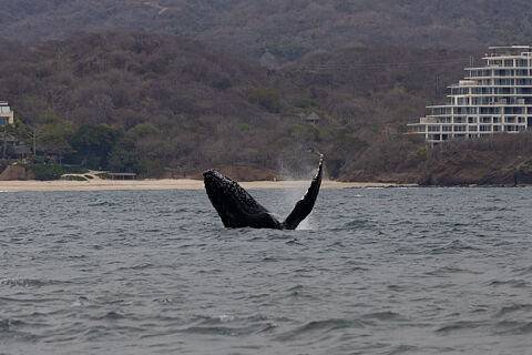 Catamaran Compartido