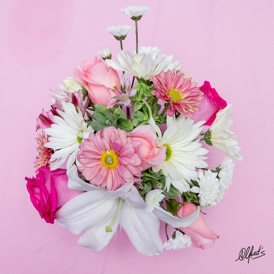 Alfred&#39;s PhotoLive - 9364