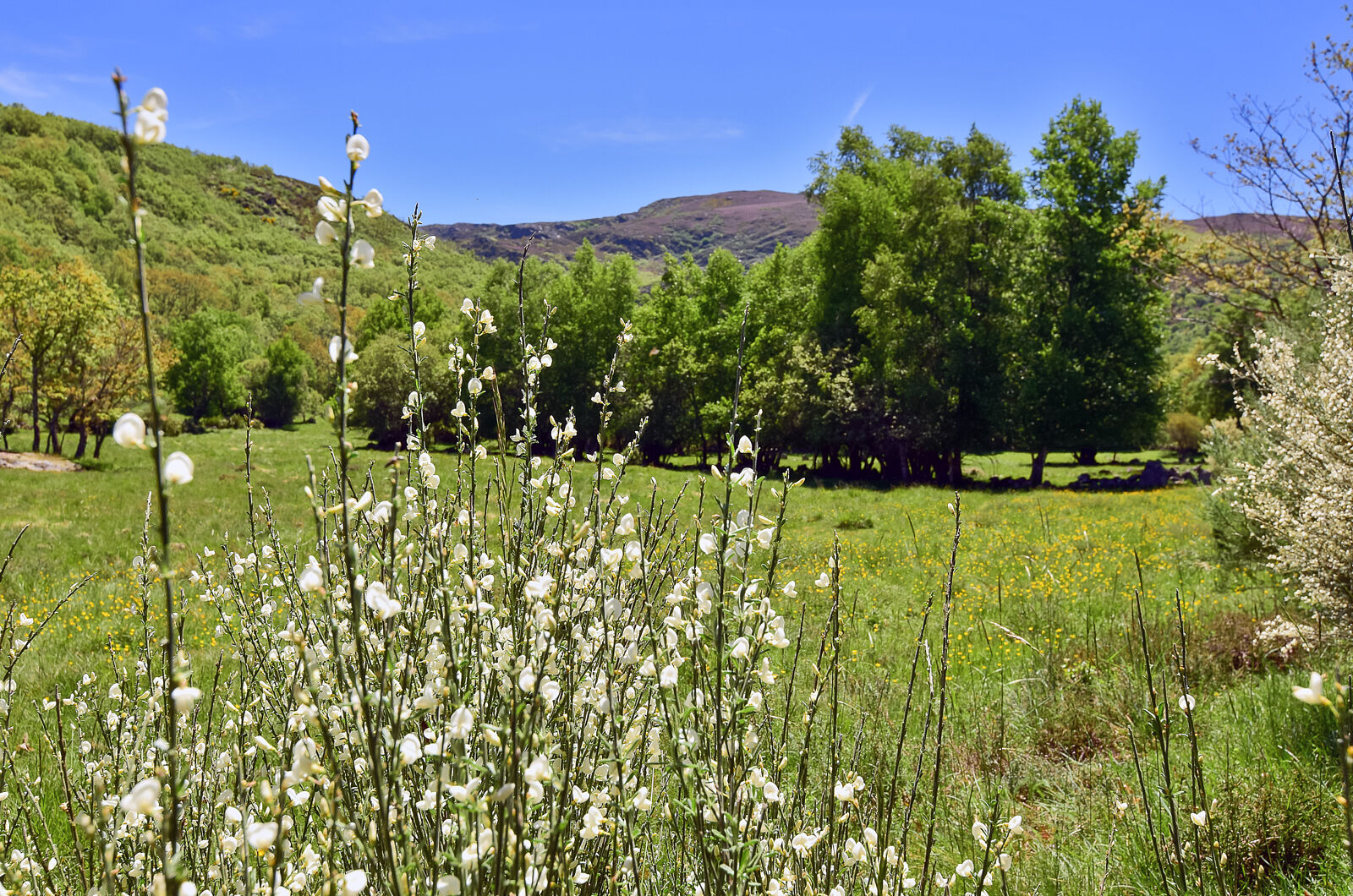 Juan Carlos Asorey fotografía - pena_trevinca1-ts20250820210412134959.jpg