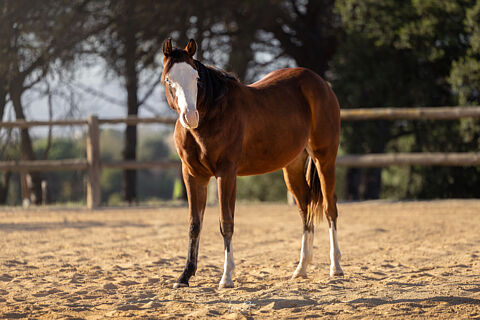 AN Quarter Horses (Potros)