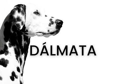 Dálmata