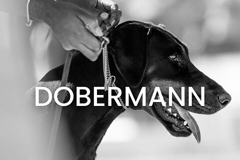 Dobermann
