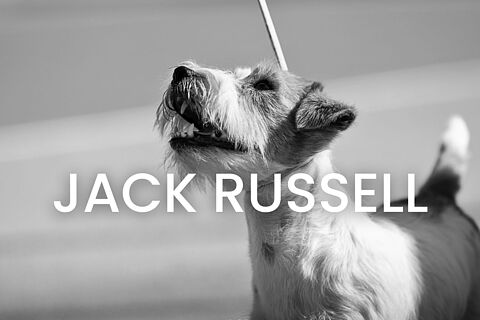 Jack Russell