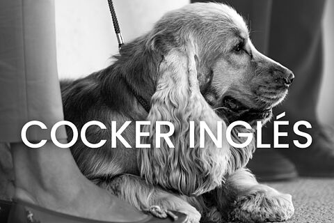 Cocker Inglés