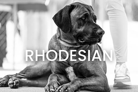 Rhodesian 