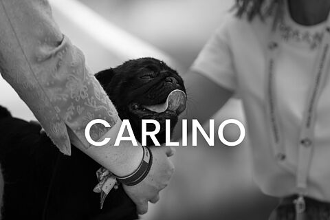 Carlino