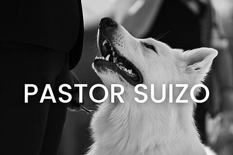 Pastor suizo