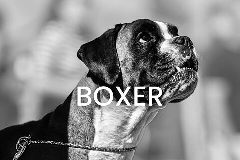 Boxer