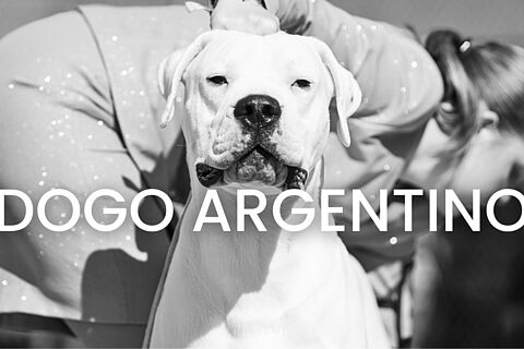 Dogo Argentino