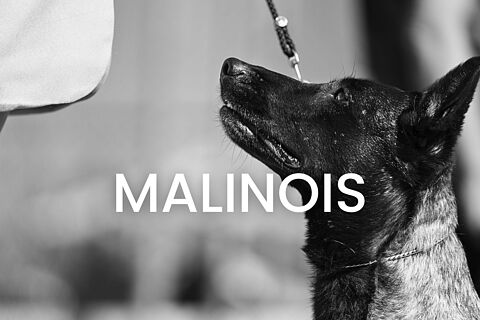 Malinois