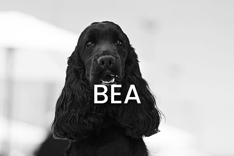 Bea 