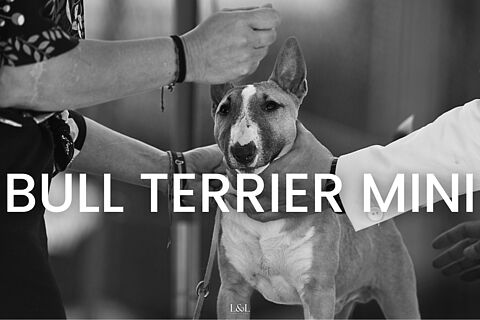 Bull Terrier Mini