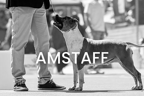 Amstaff