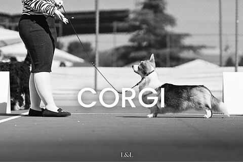 Corgi