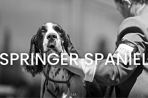 Springer Spaniel