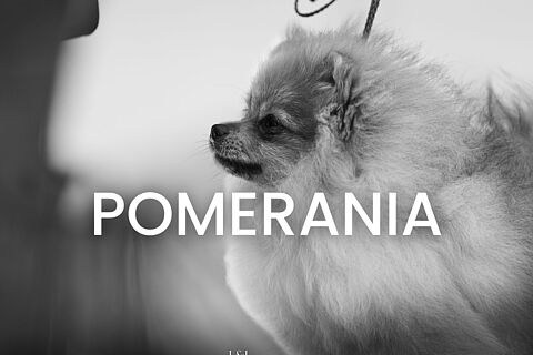 Pomerania