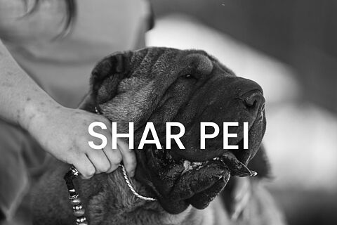 Shar Pei
