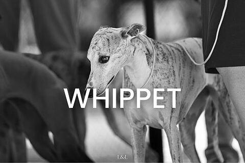Whippet