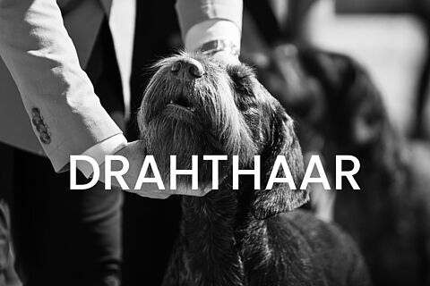 Drahthaar