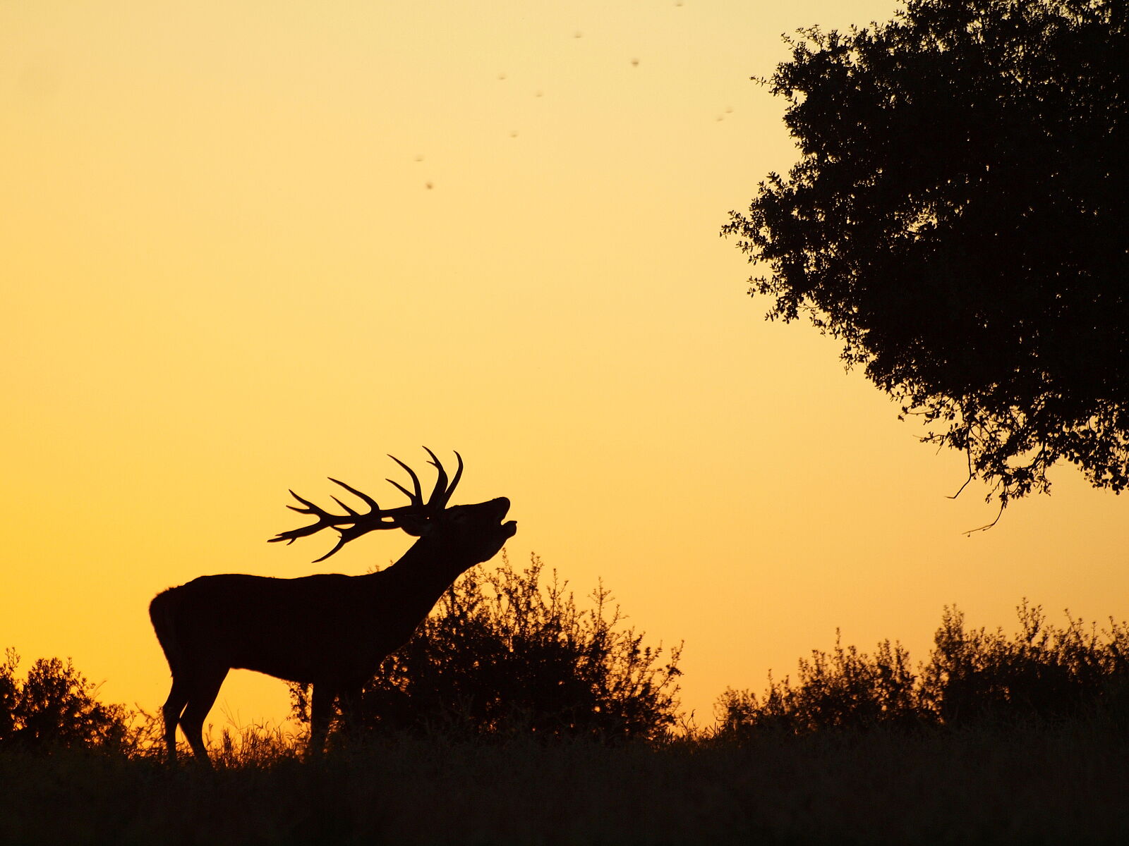 ONE HUNTING.: Wild Spirt Hunt - _a106094b-ts20250624133248608551.jpg