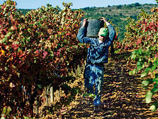 337_RIOJA_AGRO.VINO.VENDIMIA.0019