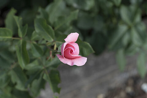 FLORES