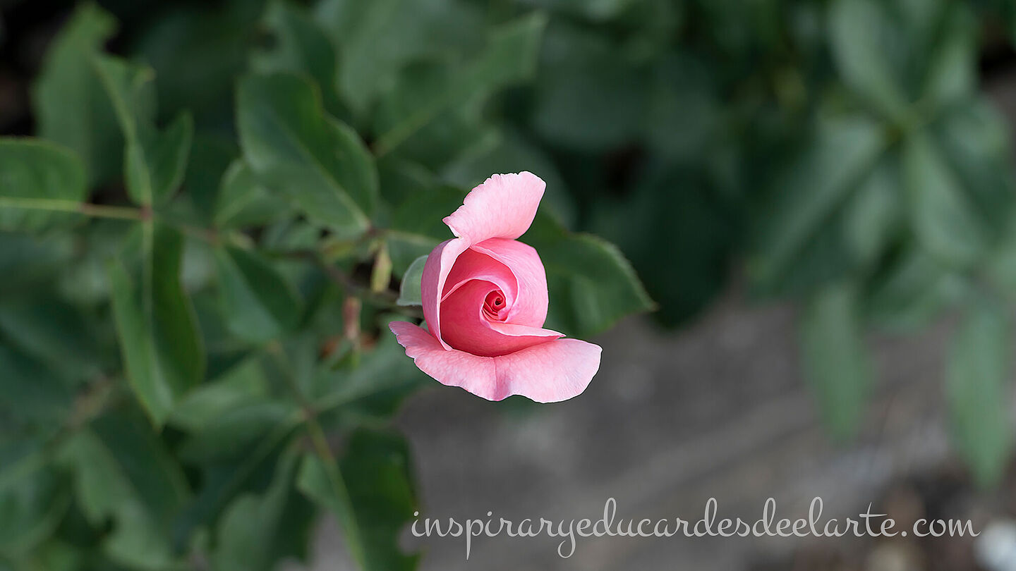 FLORES