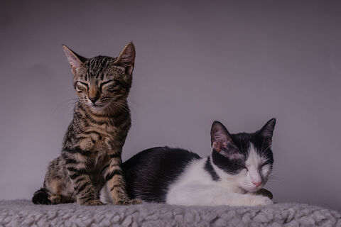 LOKY Y PONGO
