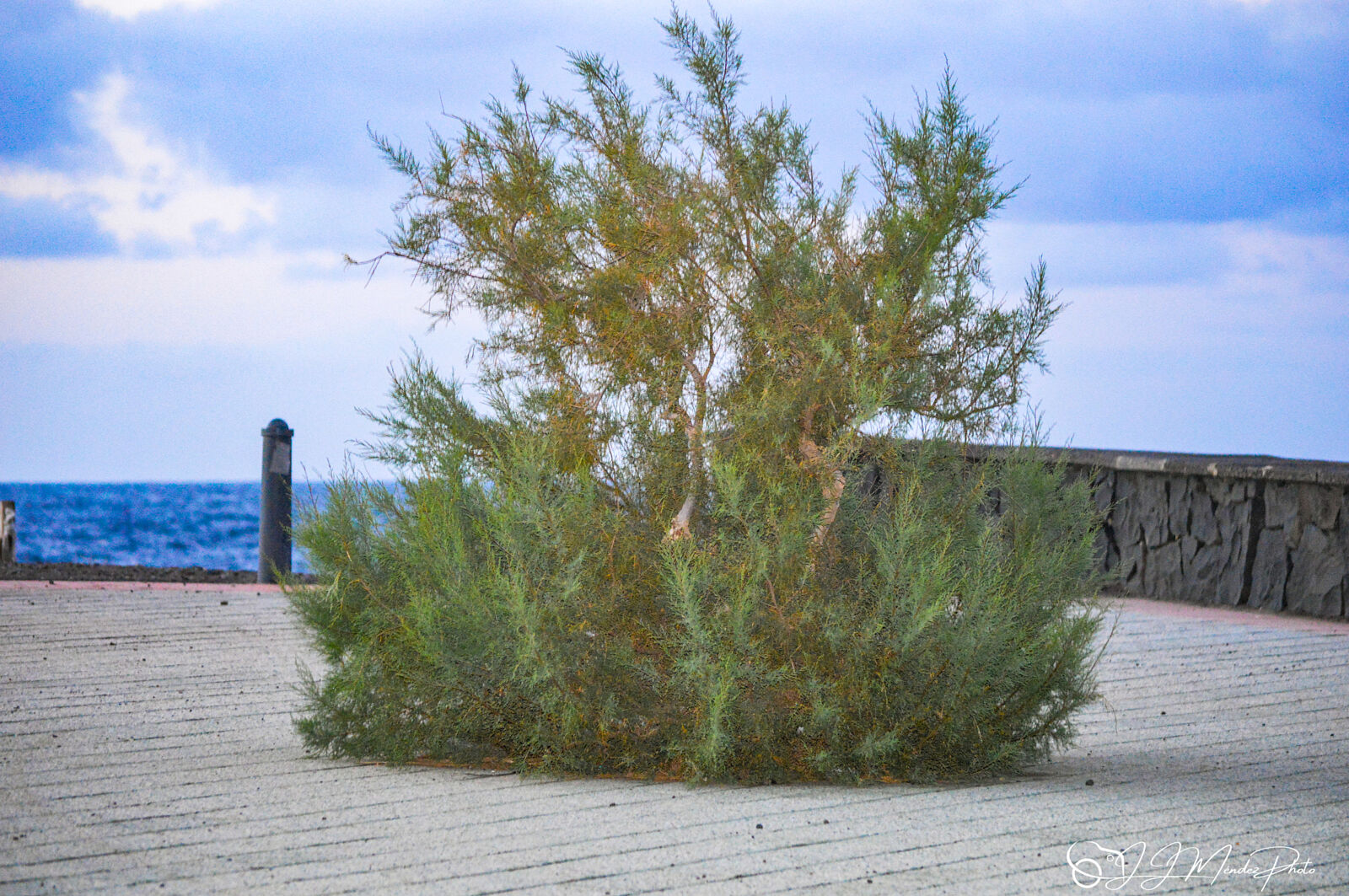 JJMéndezphoto - dsc_1564-ts20250325223733690257.jpg